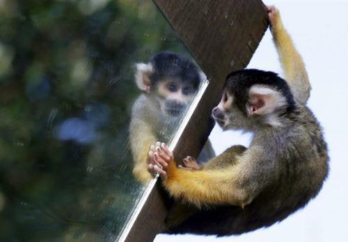 Londra Hayvanat Bahesi'nde bir maymun, kafesine yerletirilen aynada yansmasna bakyor. ngiltere