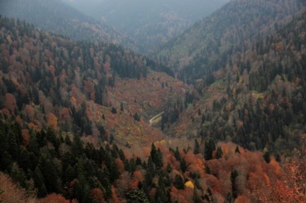 <p><b>Gmhane-Krtn</b></p>  Trkiye'deki en yal ve en uzun gknar ile ladin aalarnn bulunduu Gmhane'nin Krtn ilesindeki rmcek ormanlar, sonbaharn gelmesiyle birlikte sar, krmz ve yeil renkleriyle ziyaretilerini arlyor. ok sayda aa trn bnyesinde barndran orman ierisindeki elalelerin sararan yapraklar ile bulumas doyumsuz bir gzellik sergiliyor.