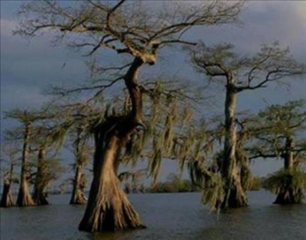 <p><b>Easter Island ili:</b></p>   Merhamet diler gibi gkyzne bakan, tatan oyulmu dev heykelleri ile nl bir ada buras. Buraya kadar herey normal. Adada heykeltralk sanatndan anlayan kimse yokken; 20 metre ykselikte ve 90 ton arlnda heykelleri kimin yaptnn bilinmemesi ii ilginletiriyor.