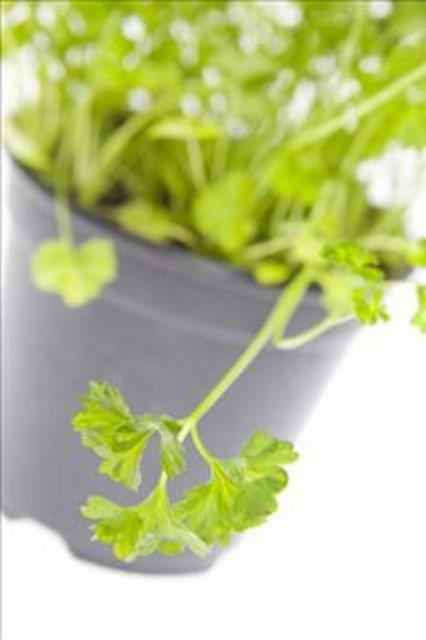 Eer ana yemeinizin yannda maydanoz varsa onu mutlaka tketin. nk maydanoz nefesi annda yenileyici zel kimyasallar ierir.