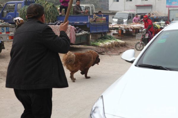 Hebei eyaletinin merkezi konumundaki kentte, Tibet Mastifi cinsi sahipsiz kpein bir kiiyi srmas zabta ve polisin yan sra mahalle halkn da seferber etti.