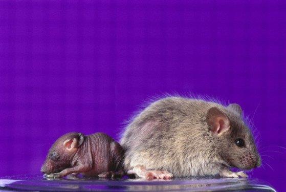 <b> En h�zl� �reyen hayvanlar: </b> Memeliler i�inde en h�zl� �reyen hayvan faredir. Di�i fare bir gebelikte 18'e yak�n yavru d�nyaya getirebilir.