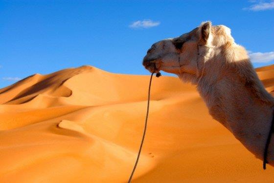 <b>En uzun s�re susuz kalabilen hayvan:</b> Konunun tabii ki uzman� devedir. Me�hur h�rg��leri sayesinde pek�ok negatif ��l �art�yla ba� etmeyi ba�arabilirler