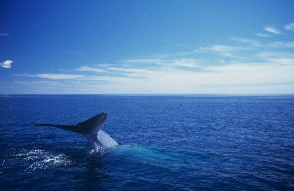 <b> En a��r hayvan:</b> G�n�m�z d�nyas�nda ya�ayan hayvanlar aras�nda en b�y�k olan� olduk�a a��k arayla mavi balina. Boyu 30 metrenin �zerine ��kabilyor.