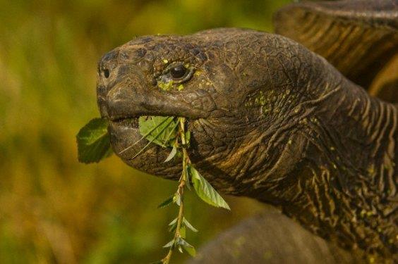 <b> En uzun �m�rl� hayvan:</b> Ya�ama s�resi bilenen en uzun hayvan 177 y�l ile Galapagos?ta ya�ayan dev kaplumba�a (Geochelone Elephantopus).