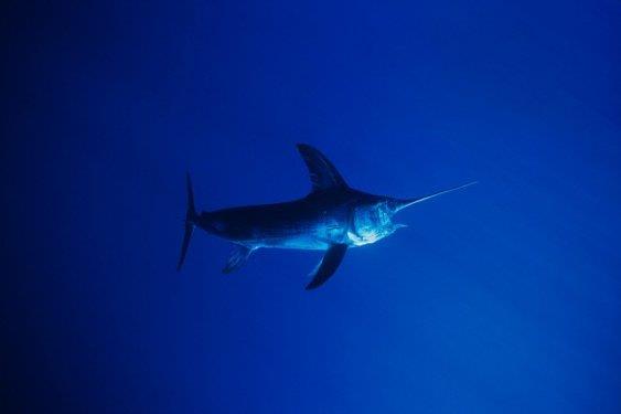 <b>Denizlerdeki h�z rekoru</b> 110 km/h ile k�l�� bal���na aittir.