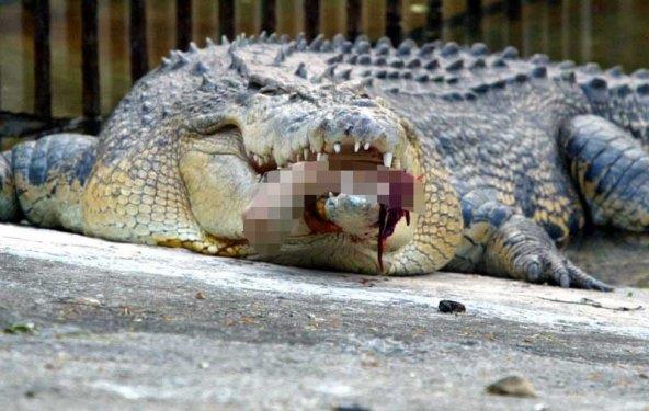 Florida Zooloji �niversitesi taraf�ndan yap�lan ara�t�rman�n sonucuna g�re, 4 metrelik orta boy bir �alligator�un �s�rma g�c� 963 kilogram� buluyor.
