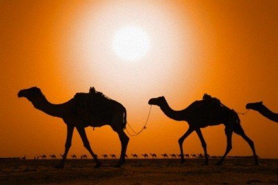 Devenin susuzlu�a dayan�kl�l���n� sa�layan bir di�er �nemli �zelli�i, g�nd�z v�cut �s�s�n� 41 dereceye kadar ��kartan bir mekanizmaya sahip olmas�d�r.