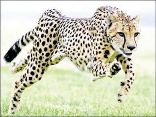 <b>En h�zl� hayvanlar:</b> Bir h�z timsali olarak g�sterilen �ita, 2 saniye gibi bir s�rede saatte 70 kilometre h�za ��kar. 4.5 saniyede ise 100 kilometre h�za ula��r.