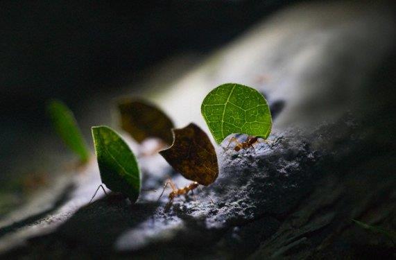 <b>En g��l� hayvanlar: </b> Vah�i do�ada avlanan y�rt�c�lar, afrika filleri, gergedan ve su ayg�rlar� kas g�c� dendi�inde akla gelen canl�lar.