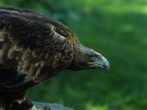 <b>Havadaki en h�zl� canl�lar</b> ise kartallard�r. Keskin g�zleriyle av�n� hedefledi�i anda inan�lmaz bir s�ratle a�a��ya do�ru dal��a ge�erler.