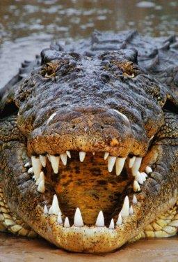 G��l� s�ralamas�nda �l��lebilir bir parametre olan <b>��s�rma kuvveti�</b> belirleyici olabilir. Timsahlar�n, t�m canl�lar aleminde en g��l� �eneye sahip yarat�kt�r.