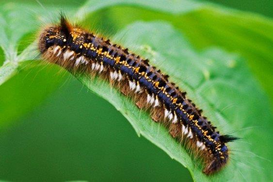 <b> En �ok yemek yiyen hayvan:</b> D�nya?n�n en �ok yemek yiyen hayvan� bir t�rt�l t�r�d�r.