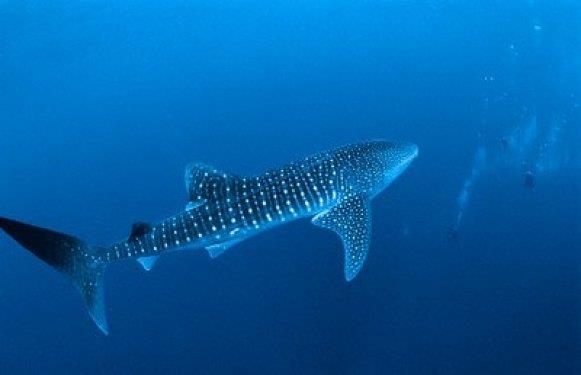 <b> En derine dalabilen bal�klar:</b> Rekor Balinagillerden amber bal���na aittir. Amber bal��� bir nefes al��la 3000 metre derine dal�� yapabilir.