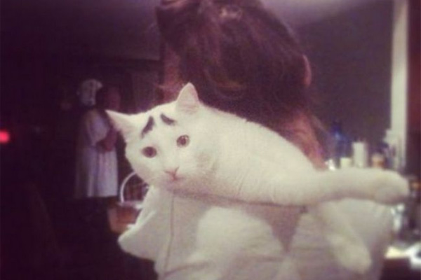 Dertli kedi 'Sam'