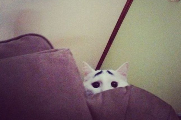 Dertli kedi 'Sam'