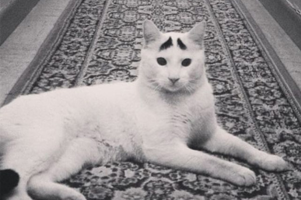Dertli kedi 'Sam'