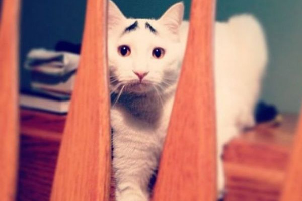 Dertli kedi 'Sam'