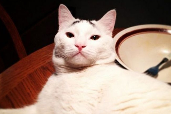 Dertli kedi 'Sam'