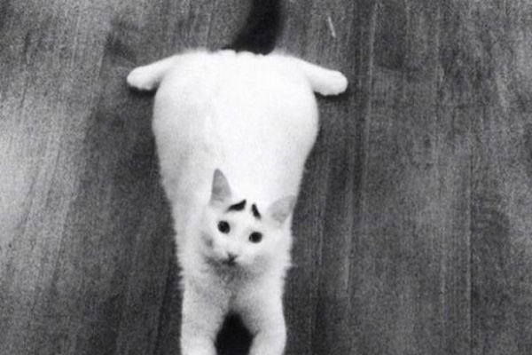 Dertli kedi 'Sam'