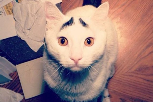 Dertli kedi 'Sam'