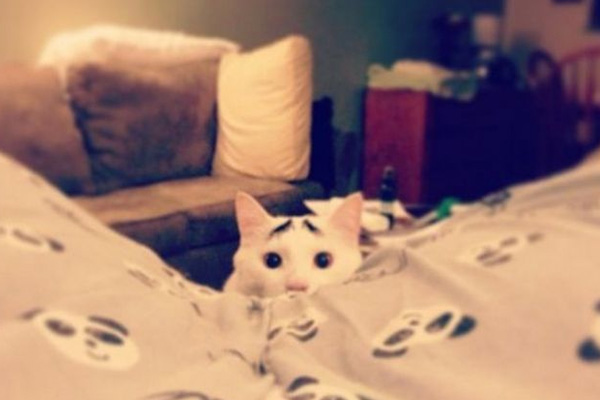 Dertli kedi 'Sam'