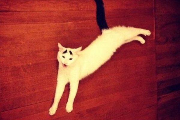 Dertli kedi 'Sam'