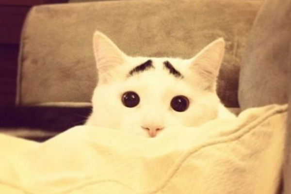 Dertli kedi 'Sam'