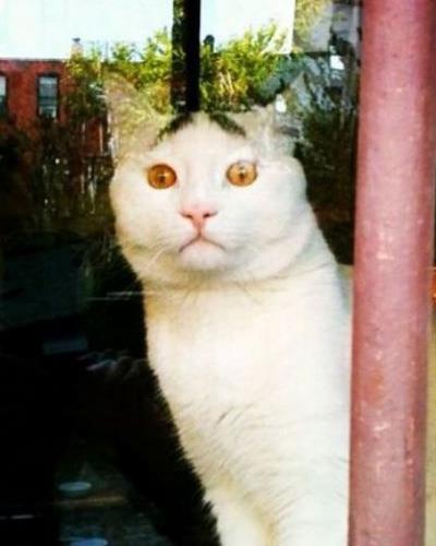 Dertli kedi 'Sam'