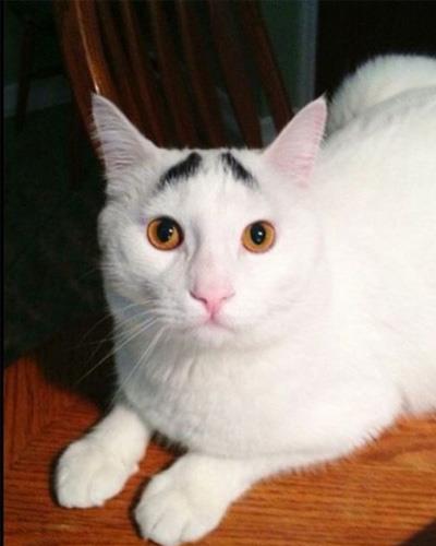 Dertli kedi 'Sam'