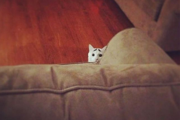 Dertli kedi 'Sam'