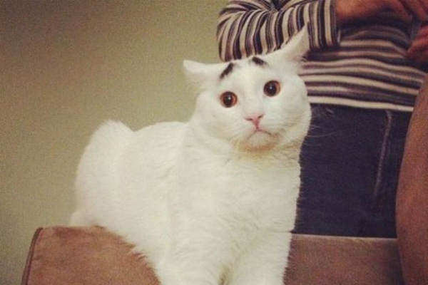 Dertli kedi 'Sam'