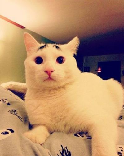 Dertli kedi 'Sam'