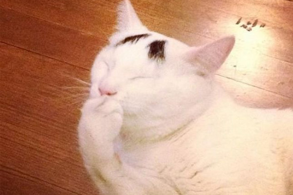 Dertli kedi 'Sam'