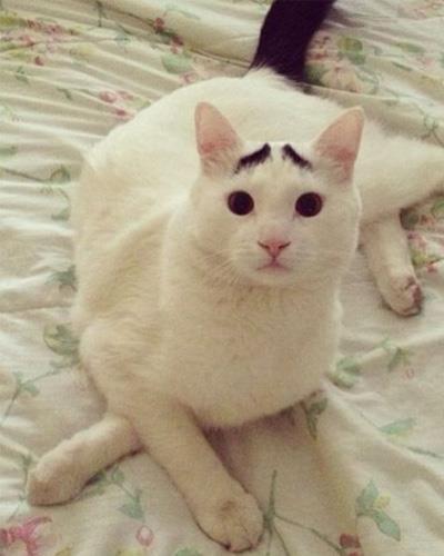 Dertli kedi 'Sam'