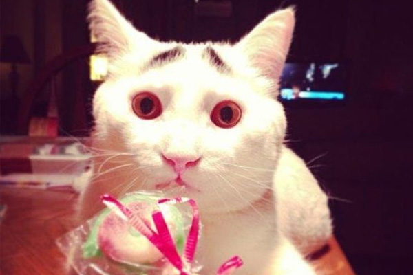 Dertli kedi 'Sam'