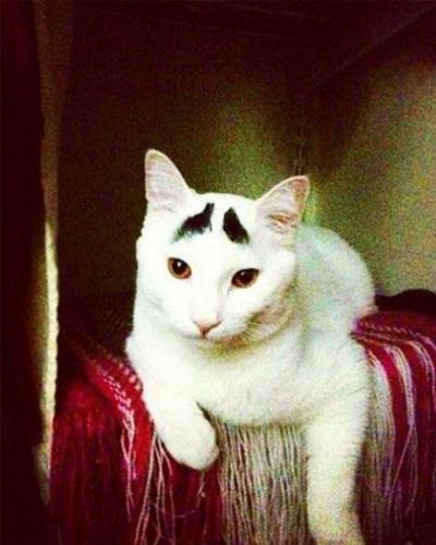Dertli kedi 'Sam'
