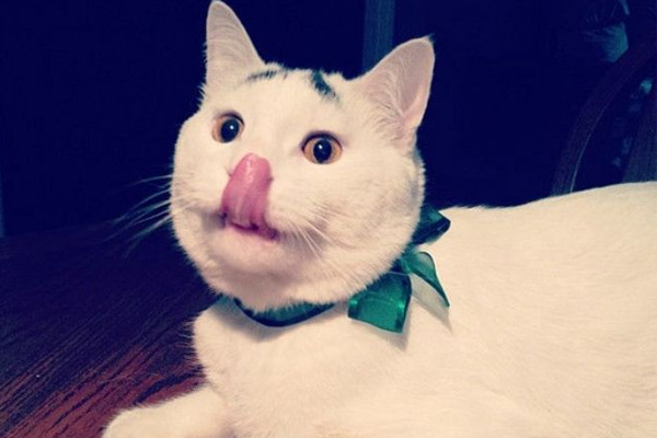 Dertli kedi 'Sam'