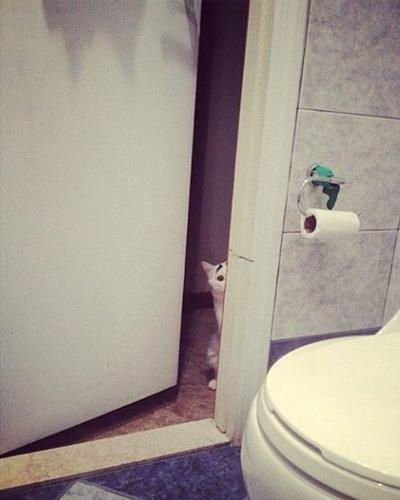Dertli kedi 'Sam'