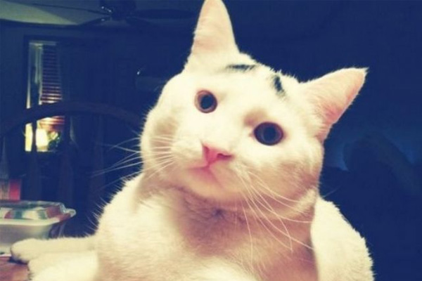 Dertli kedi 'Sam'