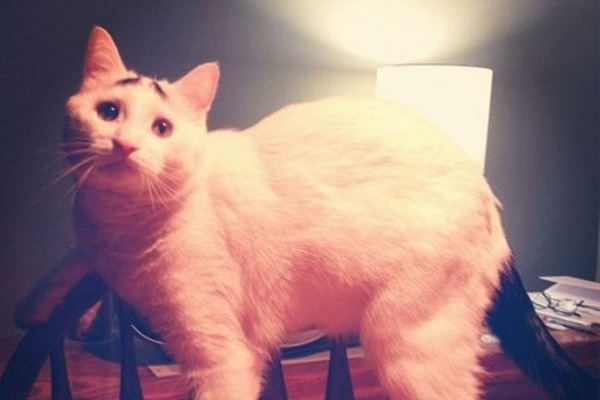 Dertli kedi 'Sam'
