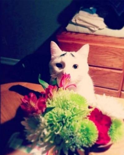 Dertli kedi 'Sam'