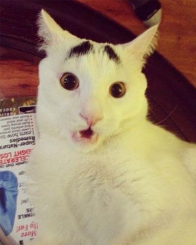 Dertli kedi 'Sam'