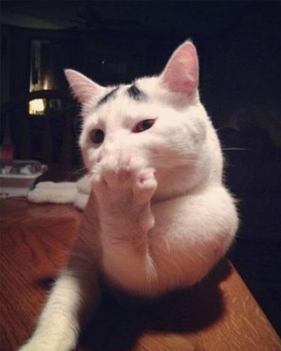 Dertli kedi 'Sam'