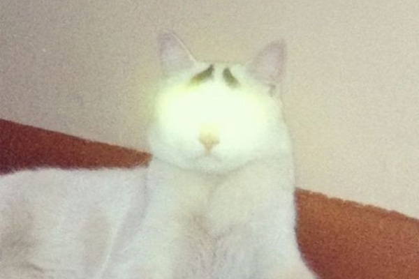 Dertli kedi 'Sam'