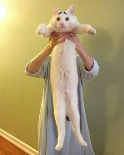 Dertli kedi 'Sam'