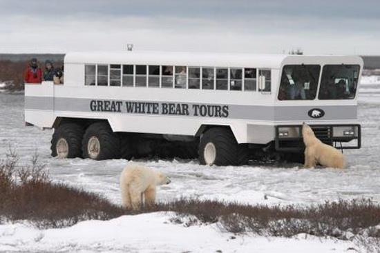 Polar Rover, Kanada  Kuzey Kanada’da kutup ay�lar�n� g�rmek i�in kullan�lan tur otob�sleridir. Modifiye edilerek bu zor �artlarda ilerleyecek hale getirildi. �ok da konforludur seyahati