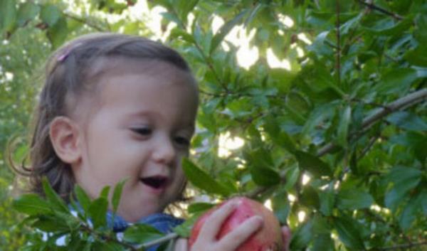 9. A�a�tan kopard��� elmay� yemek