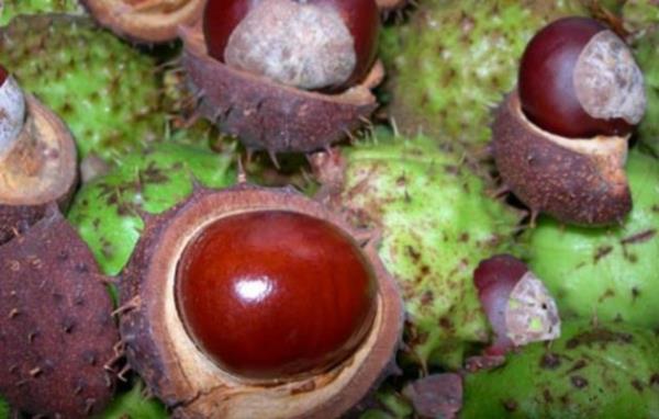 10. At kestaneleriyle oynamak