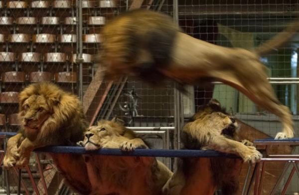 Sirkte aslanlarda �ov yapan terbiyeci...